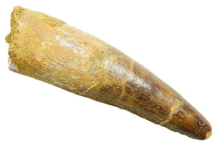 Fossil Spinosaurus Tooth - Real Dinosaur Tooth #362842